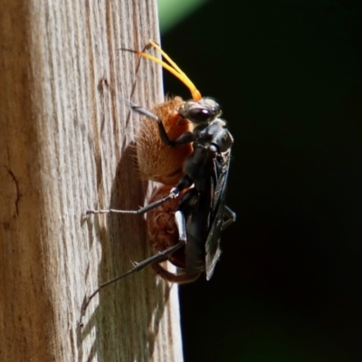 Pompilidae (family) (Unidentified Spider wasp) at Moruya, NSW - 10 Jan 2022 by LisaH