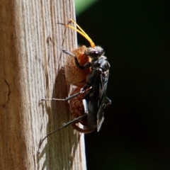 Pompilidae (family) (Unidentified Spider wasp) at Moruya, NSW - 10 Jan 2022 by LisaH