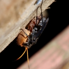 Pompilidae (family) at Moruya, NSW - 10 Jan 2022