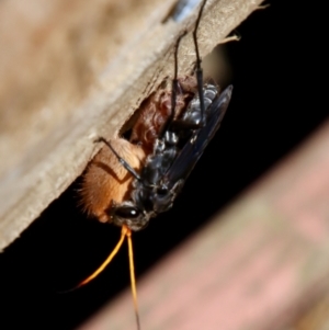 Pompilidae (family) at Moruya, NSW - 10 Jan 2022