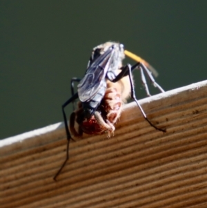 Pompilidae (family) at Moruya, NSW - 10 Jan 2022