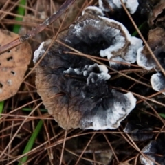 Unidentified Cup or disk - with no 'eggs' at Moruya, NSW - 9 Jan 2022 by LisaH