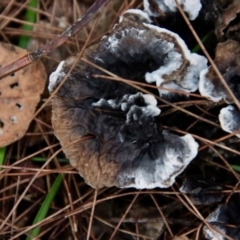 Unidentified Fungus (TBC) at Moruya, NSW - 9 Jan 2022 by LisaH