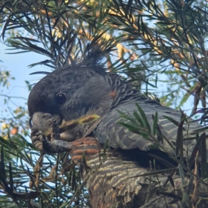 Callocephalon fimbriatum at Cook, ACT - 8 Jan 2022