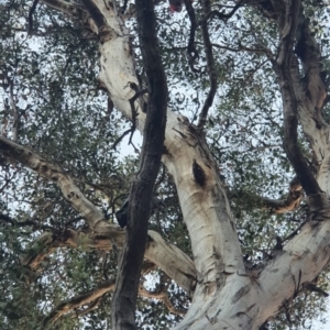 Callocephalon fimbriatum at Cook, ACT - suppressed