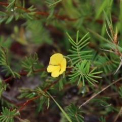 Gompholobium pinnatum (Pinnate Wedge-Pea) at Broulee Moruya Nature Observation Area - 9 Jan 2022 by LisaH