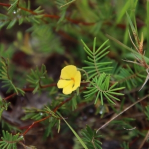 Gompholobium pinnatum at Moruya, NSW - suppressed