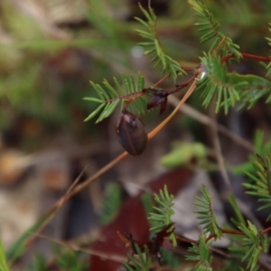 Gompholobium pinnatum at Moruya, NSW - suppressed