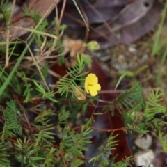 Gompholobium pinnatum at Moruya, NSW - suppressed
