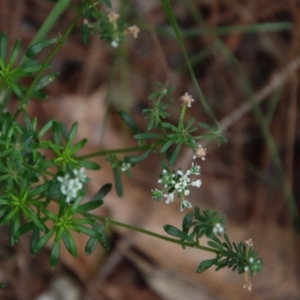 Poranthera microphylla at Moruya, NSW - suppressed