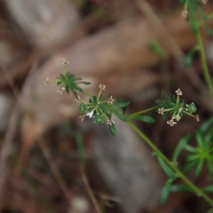 Poranthera microphylla at Moruya, NSW - suppressed