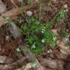 Poranthera microphylla at Moruya, NSW - suppressed