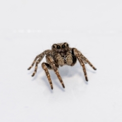 Servaea narraweena (A jumping spider) at QPRC LGA - 2 Nov 2021 by MarkT