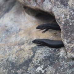 Egernia saxatilis intermedia (Black Rock Skink) at Budderoo National Park - 5 Jan 2022 by PDL08