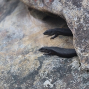 Egernia saxatilis intermedia at Upper Kangaroo Valley, NSW - 5 Jan 2022 09:59 PM