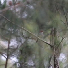 Neochmia temporalis (Red-browed Finch) at Wingecarribee Local Government Area - 9 Jan 2022 by PDL08