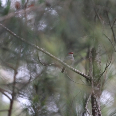 Neochmia temporalis (Red-browed Finch) at Penrose, NSW - 9 Jan 2022 by PDL08