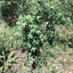 Passiflora cinnabarina (Red Passionflower) at Black Mountain - 10 Jan 2022 by RWPurdie