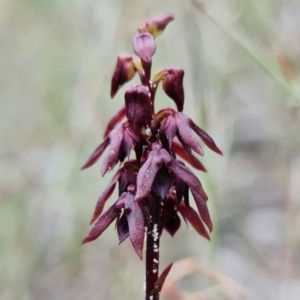Corunastylis woollsii at Vincentia, NSW - suppressed