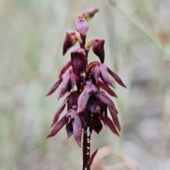 Corunastylis woollsii (Dark Midge Orchid) at Vincentia, NSW - 10 Jan 2022 by RobG1