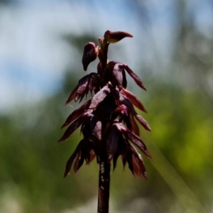 Corunastylis woollsii at Vincentia, NSW - suppressed