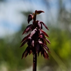 Corunastylis woollsii at Vincentia, NSW - 10 Jan 2022