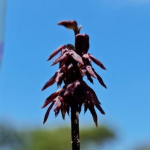 Corunastylis woollsii at Vincentia, NSW - 10 Jan 2022