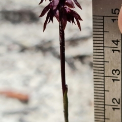 Corunastylis woollsii at Vincentia, NSW - suppressed