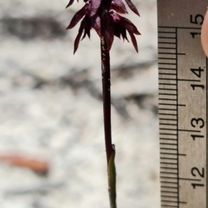 Corunastylis woollsii at Vincentia, NSW - suppressed