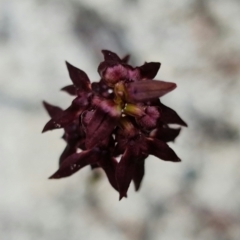 Corunastylis woollsii at Vincentia, NSW - suppressed