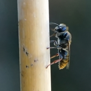 Crabronidae (family) at Page, ACT - 10 Jan 2022 12:40 PM