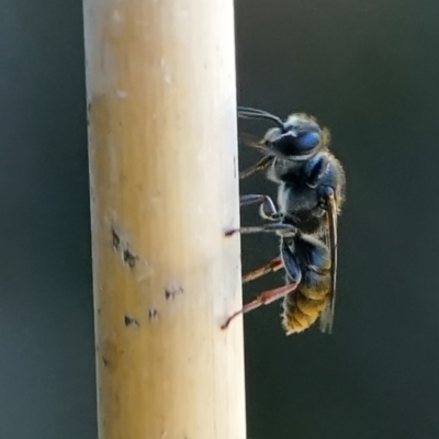 Crabronidae (family) (Sand wasp) at Page, ACT - 10 Jan 2022 by DonTaylor