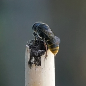 Crabronidae (family) at Page, ACT - 10 Jan 2022 12:40 PM