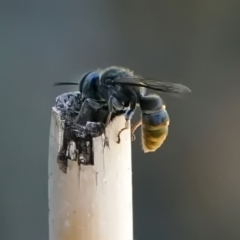 Crabronidae (family) at Page, ACT - 10 Jan 2022 12:40 PM