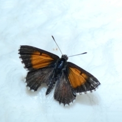 Lucia limbaria (Chequered Copper) at McKellar, ACT - 8 Jan 2022 by Amata
