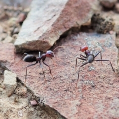 Iridomyrmex purpureus (Meat Ant) at Molonglo Valley, ACT - 5 Jan 2022 by CathB