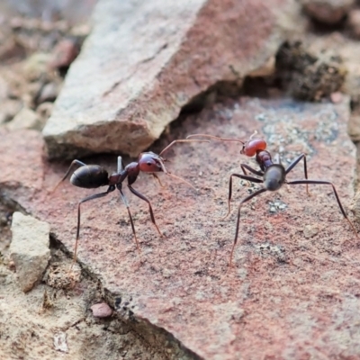 Iridomyrmex purpureus (Meat Ant) at Aranda Bushland - 4 Jan 2022 by CathB
