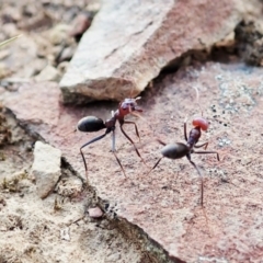 Iridomyrmex purpureus at Molonglo Valley, ACT - 5 Jan 2022 07:47 AM