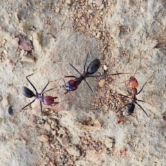 Iridomyrmex purpureus at Molonglo Valley, ACT - 5 Jan 2022 07:47 AM