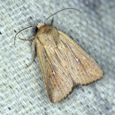 Leucania uda (A Noctuid moth) at O'Connor, ACT - 8 Jan 2022 by ibaird