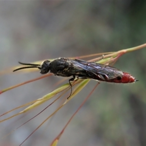 Tiphiidae (family) at Molonglo Valley, ACT - 5 Jan 2022 07:56 AM