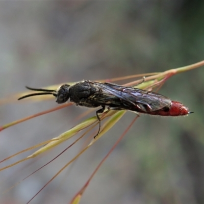 Tiphiidae (family) (Unidentified Smooth flower wasp) at Aranda Bushland - 4 Jan 2022 by CathB