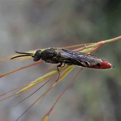 Tiphiidae (family) (Unidentified Smooth flower wasp) at Molonglo Valley, ACT - 5 Jan 2022 by CathB