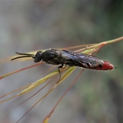 Tiphiidae sp. (family) (Unidentified Smooth flower wasp) at Molonglo Valley, ACT - 4 Jan 2022 by CathB