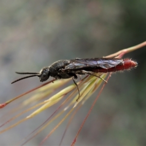 Tiphiidae (family) at Molonglo Valley, ACT - 5 Jan 2022