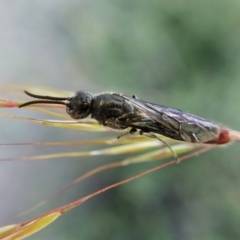 Tiphiidae (family) at Molonglo Valley, ACT - 5 Jan 2022