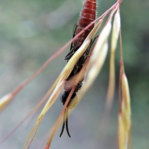 Tiphiidae (family) at Molonglo Valley, ACT - 5 Jan 2022