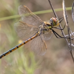 Hemicordulia tau (Tau Emerald) at Namadgi National Park - 4 Jan 2022 by SWishart