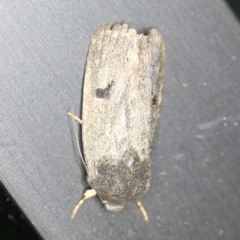 Thoracolopha sp. (6) (MoV, Part 9) (A Noctuid moth (Acronictinae)) at O'Connor, ACT - 8 Jan 2022 by ibaird