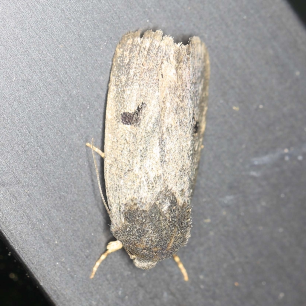 Thoracolopha undescribed species MoV6 at O'Connor, ACT - 8 Jan 2022